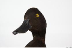 Head Duck